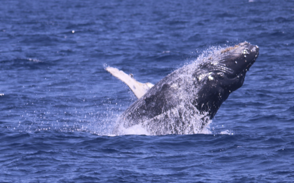 Summer Science Humpback.png